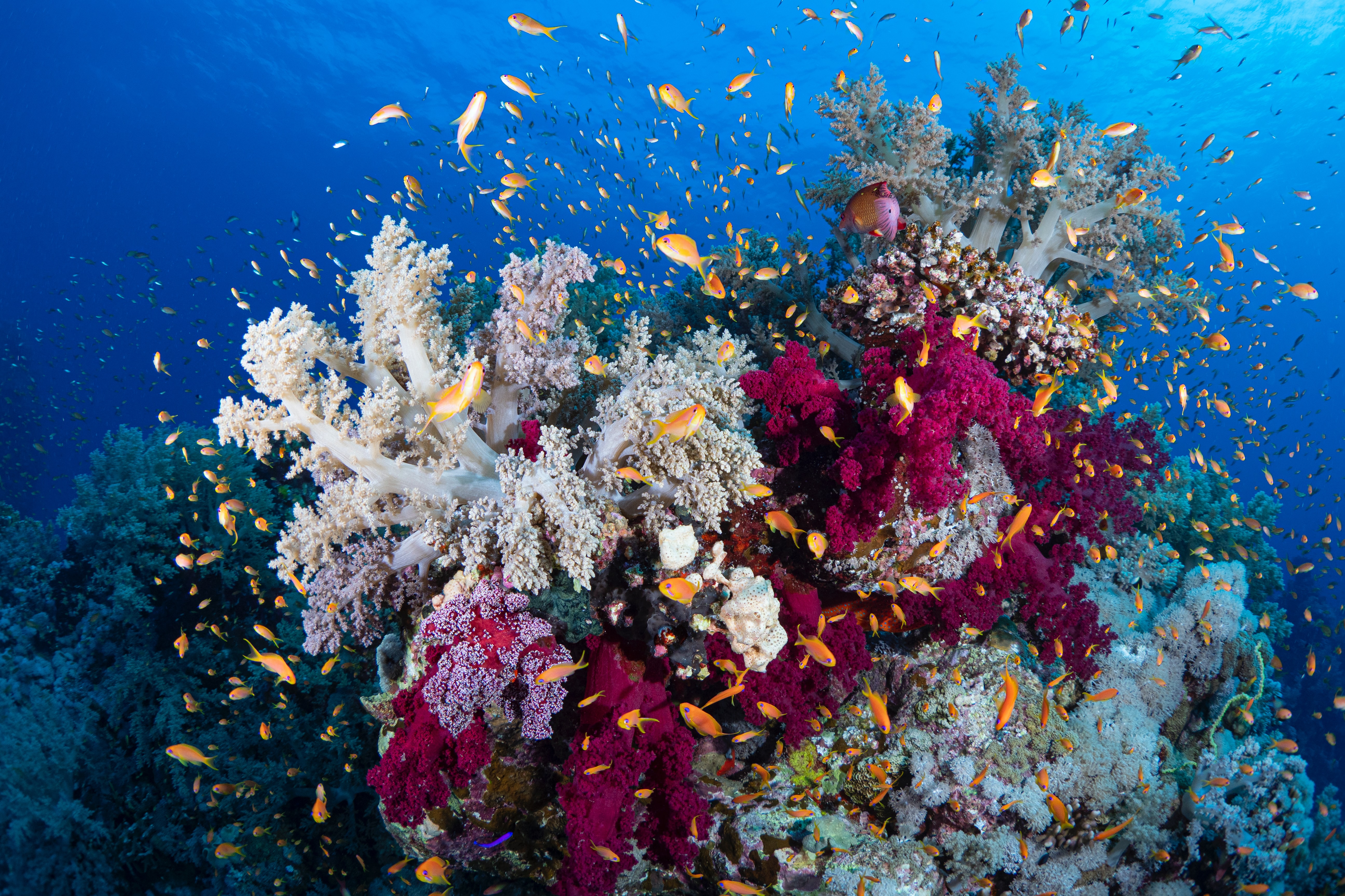 Colorful corals with fishes swimming around